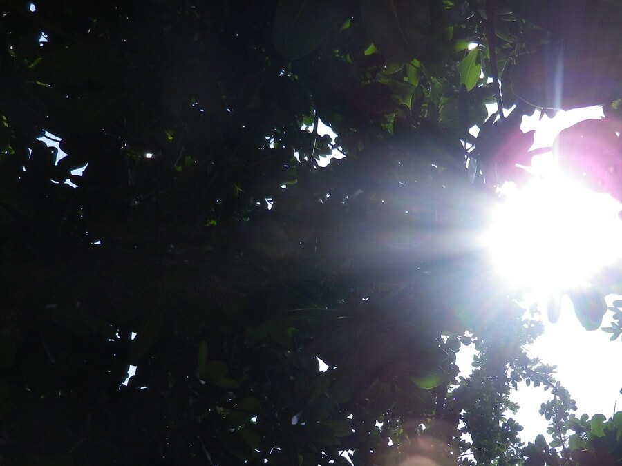 公園の空